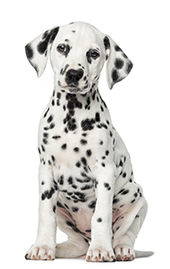 08146437 E 8 F 2 447 A 8 F 75 Ebb 6 F 308 Ae 69 demonstrating ParqEx's smart parking technology in action.