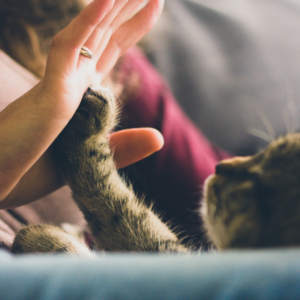 Cat Pet Policy Realestate Blog 300 X 300 1 demonstrating ParqEx's smart parking technology in action.